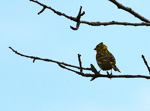 European serin - Serinus serinus Sentier vignoble et colines seches de Bollenberg.  European serin,France,Geotagged,Serinus serinus,Spring