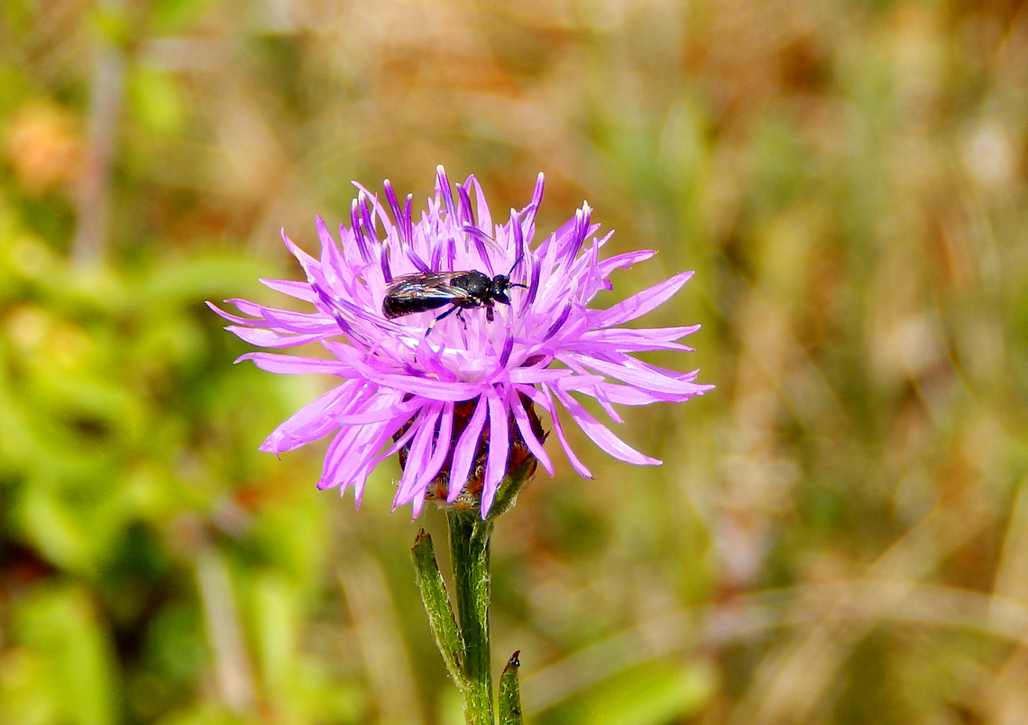 Hylaeus communis Sentier vignoble et colines seches de Bollenberg.  France,Geotagged,Hylaeus communis,Spring