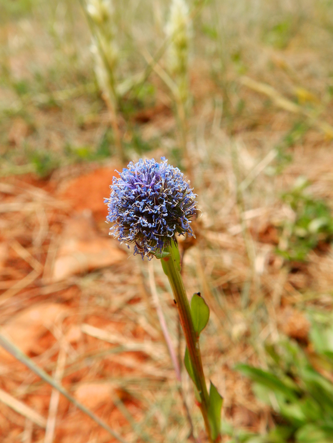 Common ball flower - Globularia bisnagarica Sentier vignoble et colines seches de Bollenberg.  Common ball flower,France,Geotagged,Globularia bisnagarica,Spring