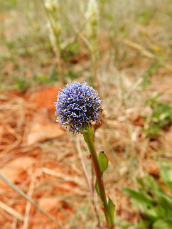 Common ball flower - Globularia bisnagarica Sentier vignoble et colines seches de Bollenberg.  Common ball flower,France,Geotagged,Globularia bisnagarica,Spring
