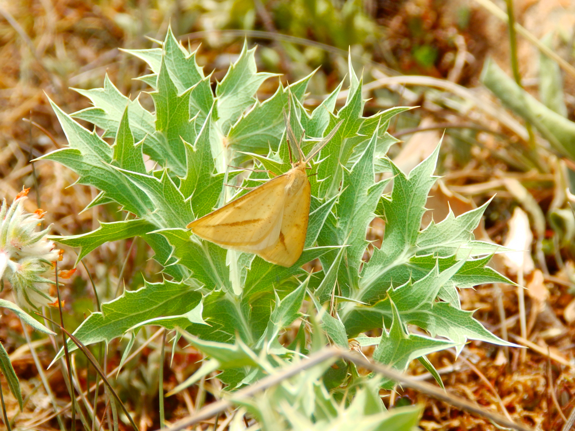 Rhodometra sacraria Sentier vignoble et colines seches de Bollenberg.  France,Geotagged,Rhodometra sacraria,Spring