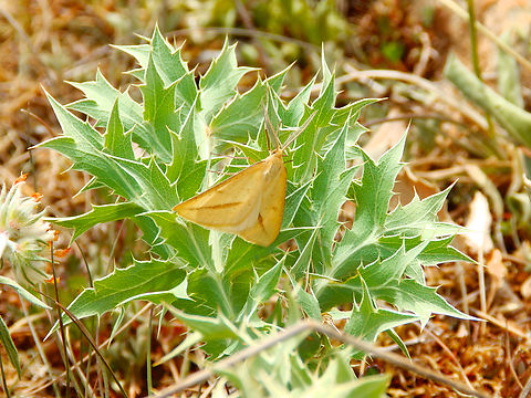 Rhodometra sacraria Sentier vignoble et colines seches de Bollenberg.  France,Geotagged,Rhodometra sacraria,Spring
