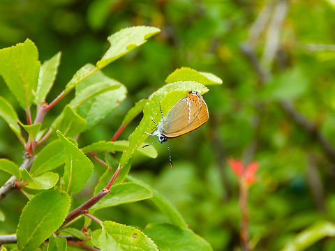Black hairstreak - Satyrium pruni Sentier vignoble et colines seches de Bollenberg.  Black hairstreak,France,Geotagged,Satyrium pruni,Spring