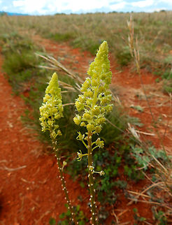 Yellow mignonette - Reseda lutea Sentier vignoble et colines seches de Bollenberg.  France,Geotagged,Reseda lutea,Spring,Yellow mignonette