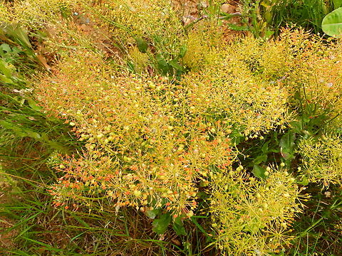 Whitetop - Lepidium draba Sentier vignoble et colines seches de Bollenberg.  France,Geotagged,Lepidium draba,Spring,Whitetop