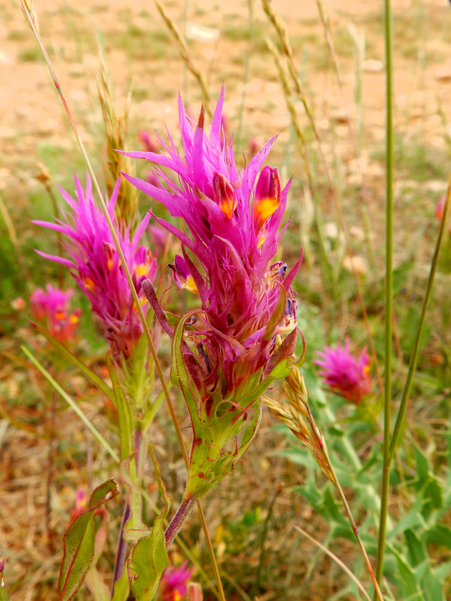 Field Cow-wheat - Melampyrum arvense Sentier vignoble et colines seches de Bollenberg.  Field Cow-wheat,France,Geotagged,Melampyrum arvense,Spring