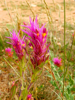 Field Cow-wheat - Melampyrum arvense Sentier vignoble et colines seches de Bollenberg.  Field Cow-wheat,France,Geotagged,Melampyrum arvense,Spring