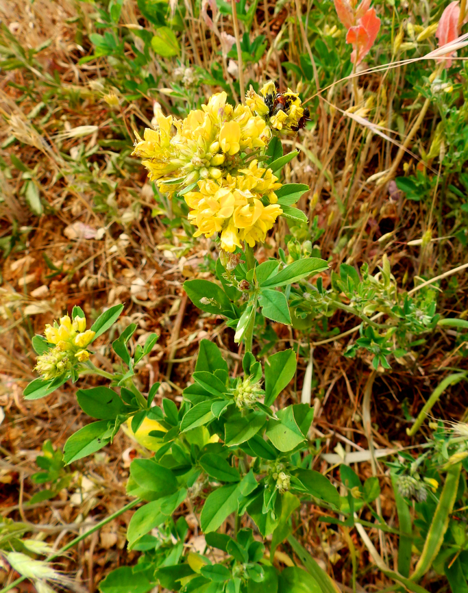 Alfalfa - Medicago_x_varia Sentier vignoble et colines seches de Bollenberg.  Alfalfa,France,Geotagged,Medicago sativa,Spring