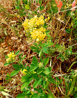 Alfalfa - Medicago_x_varia Sentier vignoble et colines seches de Bollenberg.  Alfalfa,France,Geotagged,Medicago sativa,Spring