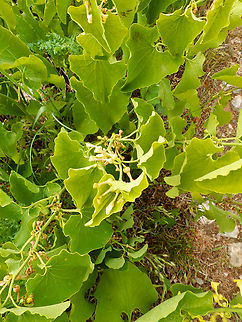 European birthwort - Aristolochia clematitis Sentier vignoble et colines seches de Bollenberg.  Aristolochia clematitis,European birthwort,France,Geotagged,Spring