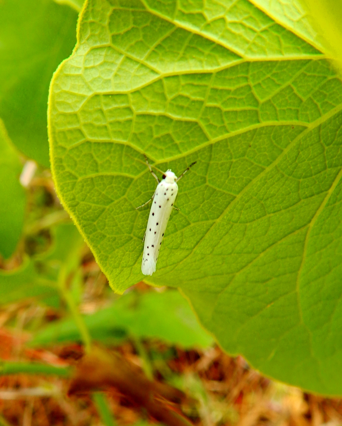 Spindle ermine - Yponomeuta cagnagella Sentier vignoble et colines seches de Bollenberg.  France,Geotagged,Spindle ermine,Spring,Yponomeuta cagnagella