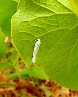 Spindle ermine - Yponomeuta cagnagella Sentier vignoble et colines seches de Bollenberg.  France,Geotagged,Spindle ermine,Spring,Yponomeuta cagnagella
