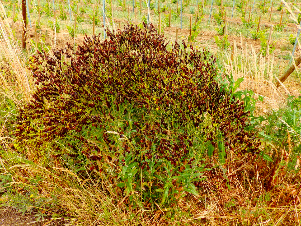 Woad - Isatis tinctoria Sentier vignoble et colines seches de Bollenberg.  France,Geotagged,Isatis tinctoria,Spring,Woad