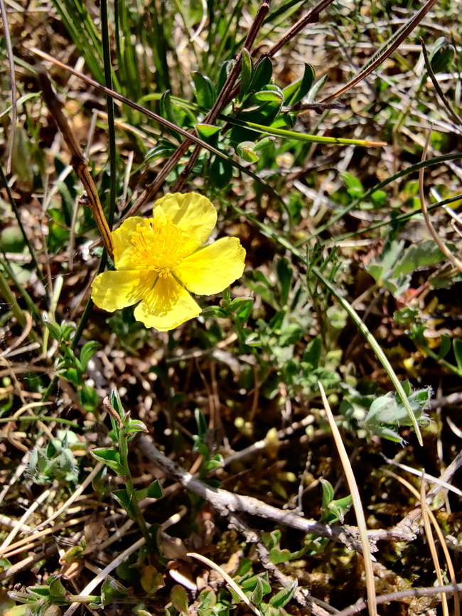 Common Rock-Rose - Helianthemum nummularium Sentier vignoble et colines seches de Bollenberg.  Common Rock-Rose,France,Geotagged,Helianthemum nummularium,Spring