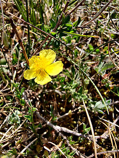 Common Rock-Rose - Helianthemum nummularium Sentier vignoble et colines seches de Bollenberg.  Common Rock-Rose,France,Geotagged,Helianthemum nummularium,Spring