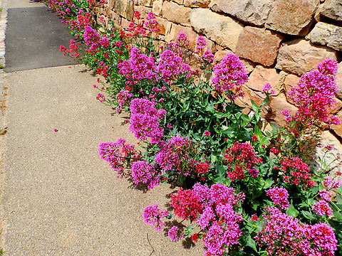 Red valerian - Centranthus_ruber Westhalten. Centranthus ruber,France,Geotagged,Red valerian,Spring