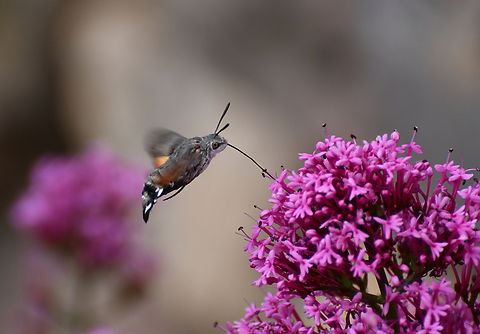 Hummingbird hawk-moth - Macroglossum stellatarum Westhalten. France,Geotagged,Hummingbird hawk-moth,Macroglossum stellatarum,Spring