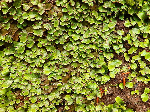 Marchantia polymorpha Château du Haut-Koenigsbourg. France,Geotagged,Marchantia polymorpha,Spring,Umbrella Liverwort