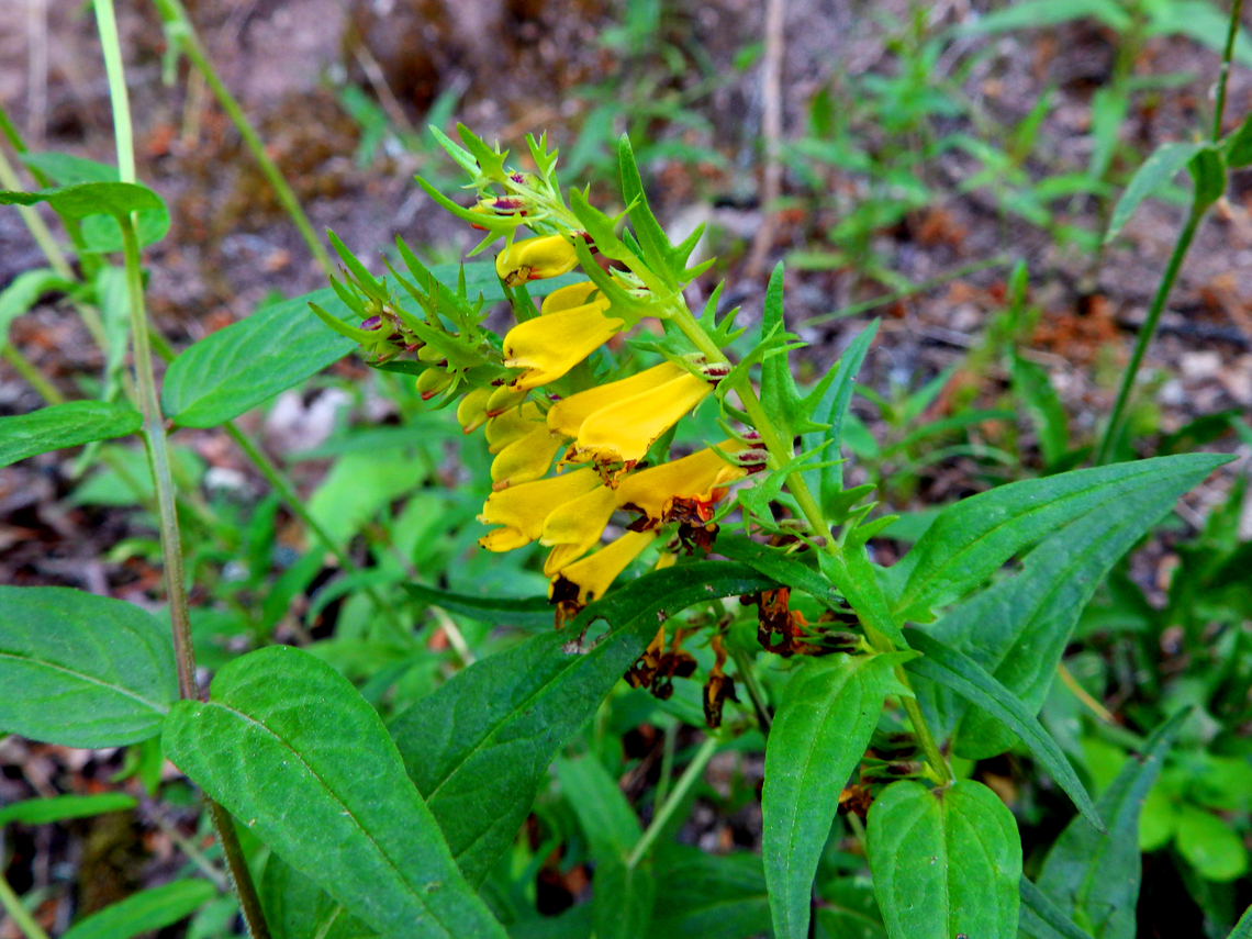 Common Cow-wheat - Melampyrum pratense Chemin du Narrenstein, Munster. Common Cow-wheat,France,Geotagged,Melampyrum pratense,Spring