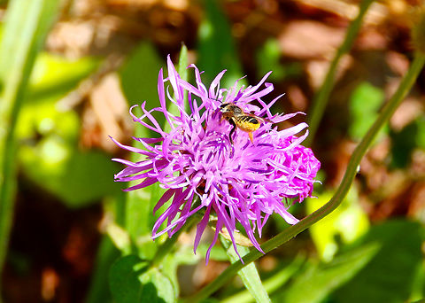 Megachile macularis Chemin du Narrenstein, Munster. France,Geotagged,Megachile macularis,Spring