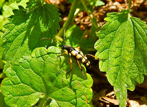 Spotted Longhorn - Rutpela maculata Chemin du Narrenstein, Munster.  France,Geotagged,Rutpela maculata,Spotted Longhorn,Spring