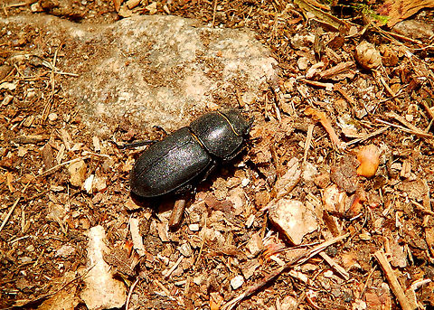 Lesser stag beetle - Dorcus parallelipipedus Chemin du Narrenstein, Munster.  Dorcus parallelipipedus,France,Geotagged,Lesser stag beetle,Spring