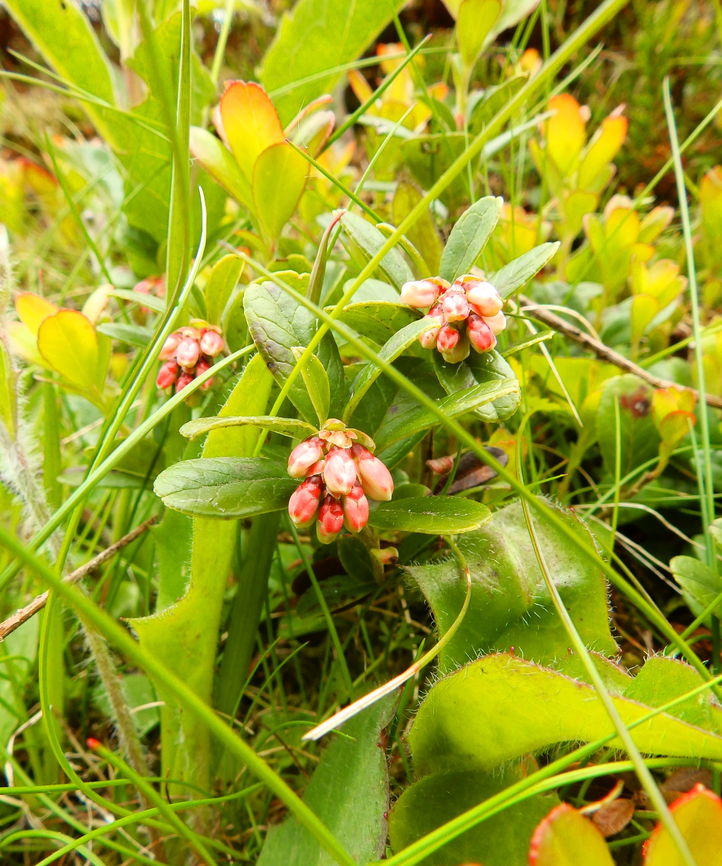 Lingonberry - Vaccinium vitis-idaea Tanet-Gazon du Faing. France,Geotagged,Lingonberry,Spring,Vaccinium vitis-idaea