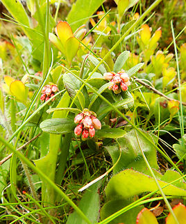 Lingonberry - Vaccinium vitis-idaea Tanet-Gazon du Faing. France,Geotagged,Lingonberry,Spring,Vaccinium vitis-idaea
