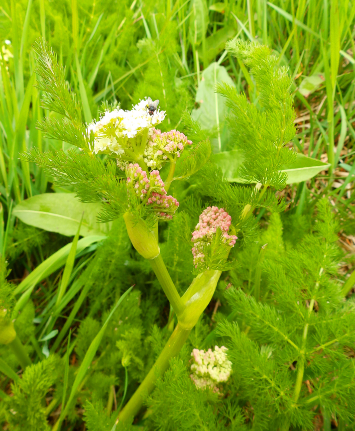 Meum athamanticum  France,Geotagged,Meum,Meum athamanticum,Spring