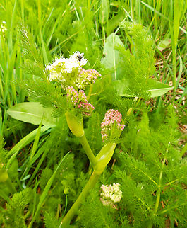 Meum athamanticum  France,Geotagged,Meum,Meum athamanticum,Spring