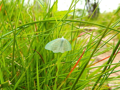Jodis putata Tanet-Gazon du Faing.  France,Geotagged,Jodis putata,Spring