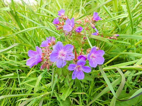 Meadow Crane's-Bill - Geranium pratense Tanet-Gazon du Faing.  France,Geotagged,Geranium pratense,Meadow Crane's-Bill,Spring