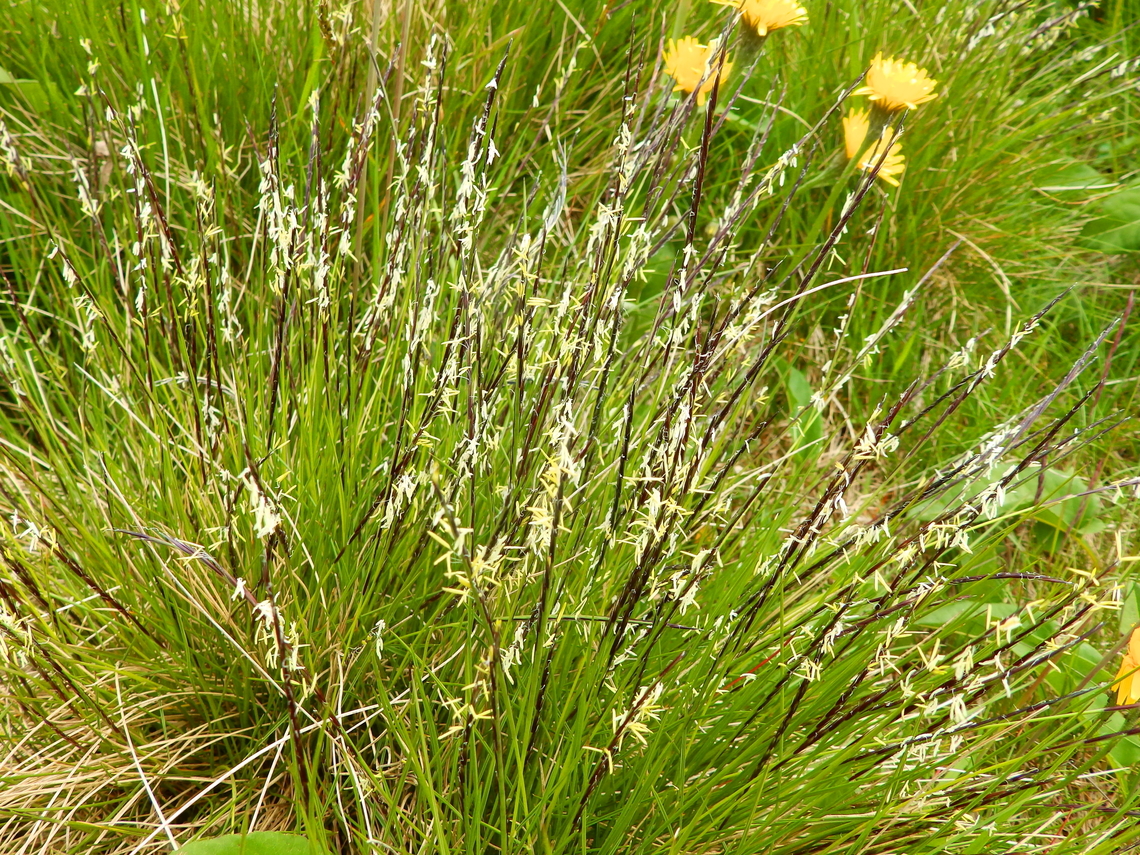 Matgrass - Nardus stricta Tanet-Gazon du Faing.  France,Geotagged,Matgrass,Nardus stricta,Spring