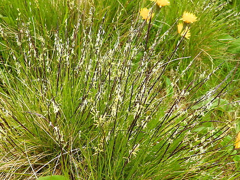 Matgrass - Nardus stricta Tanet-Gazon du Faing.  France,Geotagged,Matgrass,Nardus stricta,Spring
