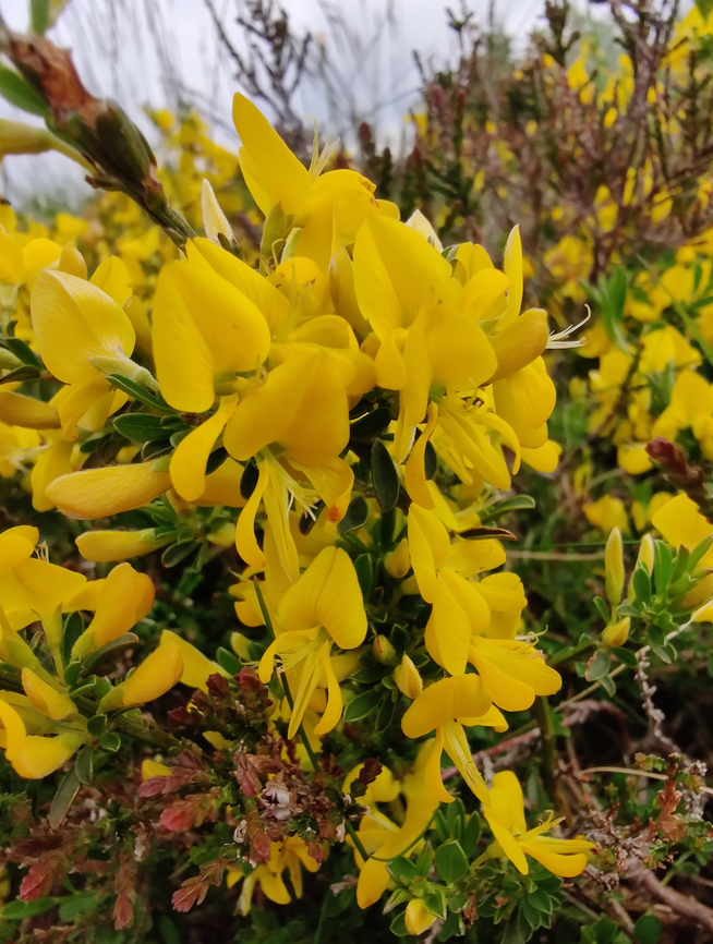 Common Broom - Cytisus scoparius Tanet-Gazon du Faing.  Common Broom,Cytisus scoparius,France,Geotagged,Spring