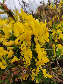 Common Broom - Cytisus scoparius Tanet-Gazon du Faing.  Common Broom,Cytisus scoparius,France,Geotagged,Spring