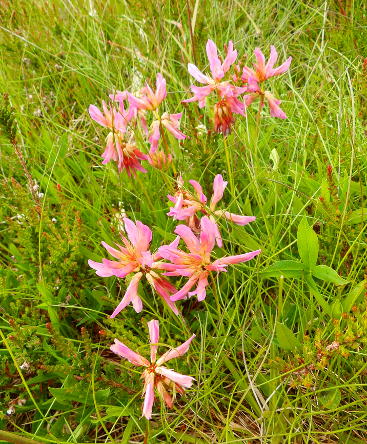 Alpine Clover - Trifolium alpinum Tanet-Gazon du Faing.  France,Geotagged,Spring,Trifolium alpinum