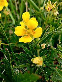 Tormentil - Potentilla erecta Tanet-Gazon du Faing.  France,Geotagged,Potentilla erecta,Spring,Tormentil