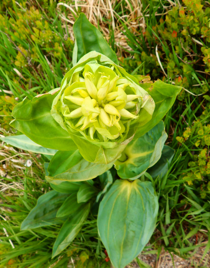 Great Yellow Gentian - Gentiana lutea Tanet-Gazon du Faing.  France,Gentiana lutea,Geotagged,Great Yellow Gentian,Spring