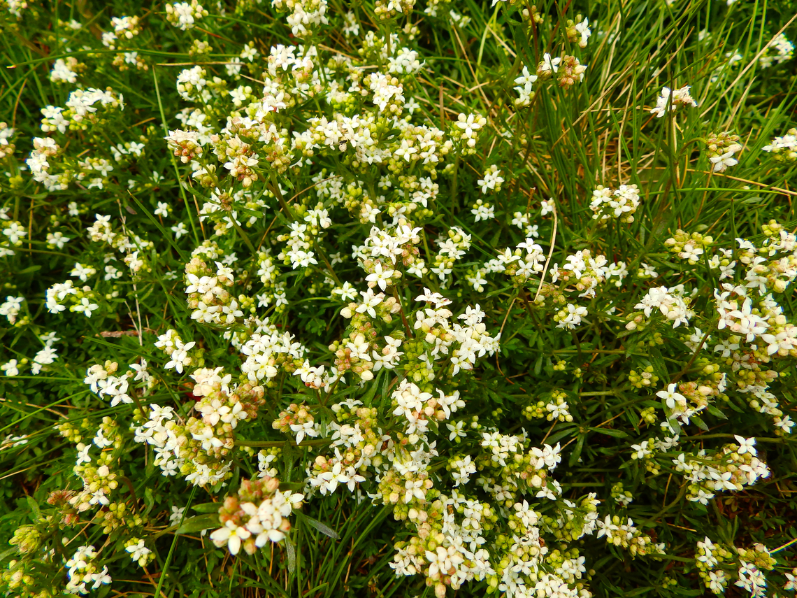 Heath bedstraw - Galium saxatile Tanet-Gazon du Faing.  France,Galium saxatile,Geotagged,Heath bedstraw,Spring