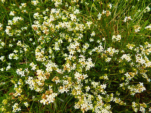 Heath bedstraw - Galium saxatile Tanet-Gazon du Faing.  France,Galium saxatile,Geotagged,Heath bedstraw,Spring