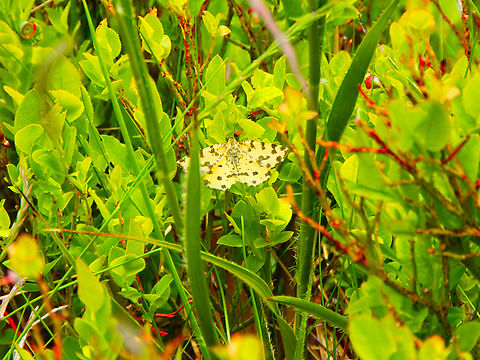 Speckled Yellow - Pseudopanthera macularia Tanet-Gazon du Faing.  France,Geotagged,Pseudopanthera macularia,Speckled Yellow,Spring
