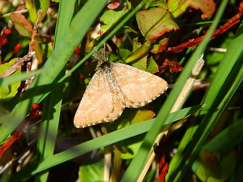 Common Heath Moth - Ematurga atomaria Tanet-Gazon du Faing.  Ematurga atomaria,Ematurga_atomaria,France,Geotagged,Spring
