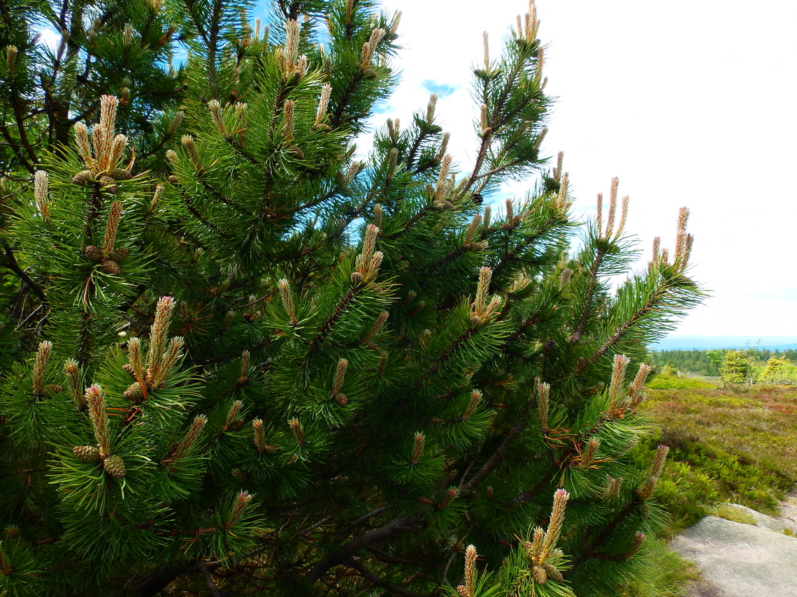Mountain Pine - Pinus mugo Tanet-Gazon du Faing.  France,Geotagged,Mountain Pine,Pinus mugo,Spring