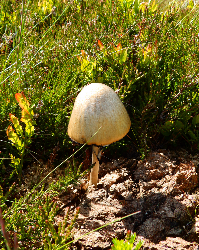Shiny mottlegill - Panaeolus semiovatus Tanet-Gazon du Faing.  France,Geotagged,Panaeolus semiovatus var. semiovatus,Shiny mottlegill,Spring