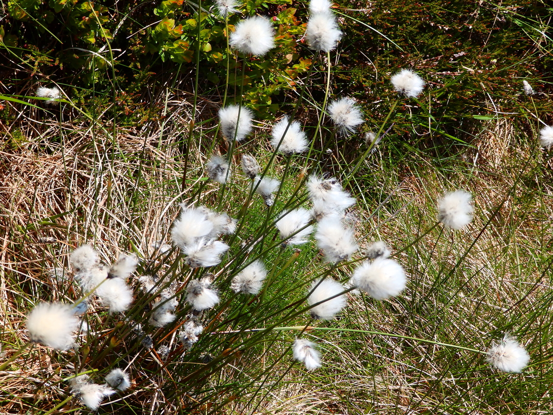 Hares-tail cottongrass - Eriophorum vaginatum Tanet-Gazon du Faing.  Eriophorum vaginatum,France,Geotagged,Hares-tail cottongrass,Spring