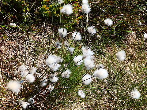 Hares-tail cottongrass - Eriophorum vaginatum Tanet-Gazon du Faing.  Eriophorum vaginatum,France,Geotagged,Hares-tail cottongrass,Spring