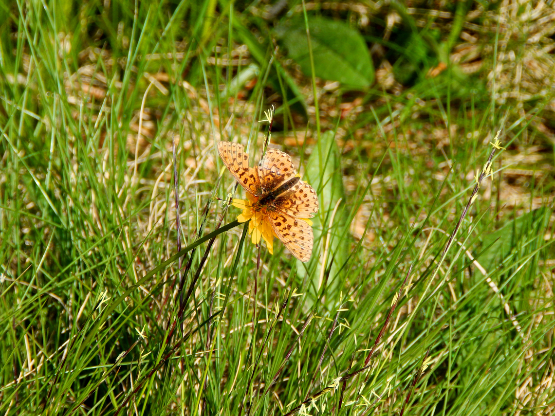 Boloria euphrosyne Tanet-Gazon du Faing.  Boloria euphrosyne,France,Geotagged,Pearl-bordered Fritillary,Spring