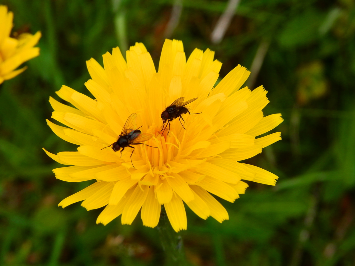 Common Cat's-Ear - Hypochaeris radicata Tanet-Gazon du Faing.  Common Cat's-Ear,France,Geotagged,Hypochaeris radicata,Spring