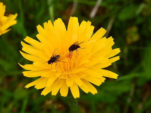 Common Cat's-Ear - Hypochaeris radicata Tanet-Gazon du Faing.  Common Cat's-Ear,France,Geotagged,Hypochaeris radicata,Spring